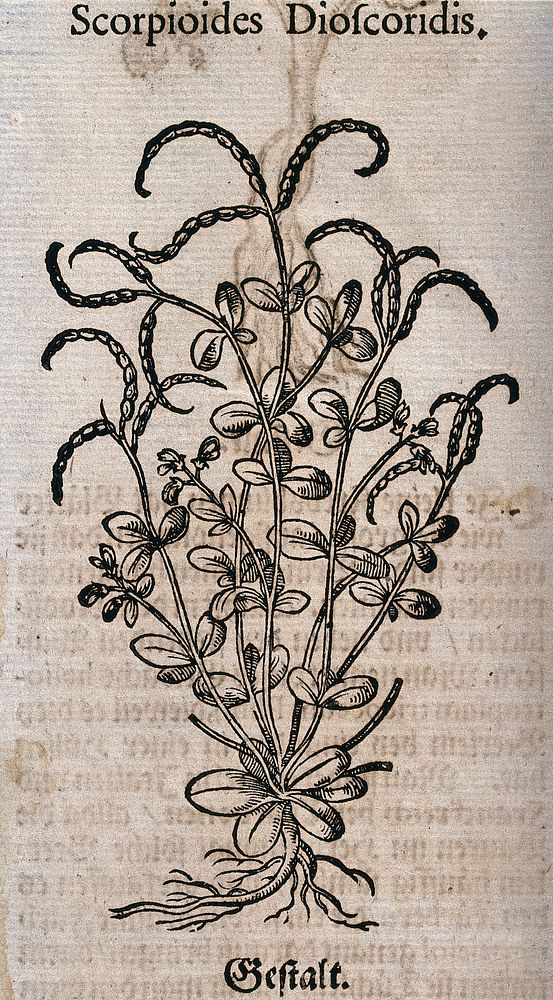 A plant (Scorpiurus species): flowering and fruiting plant. Woodcut.