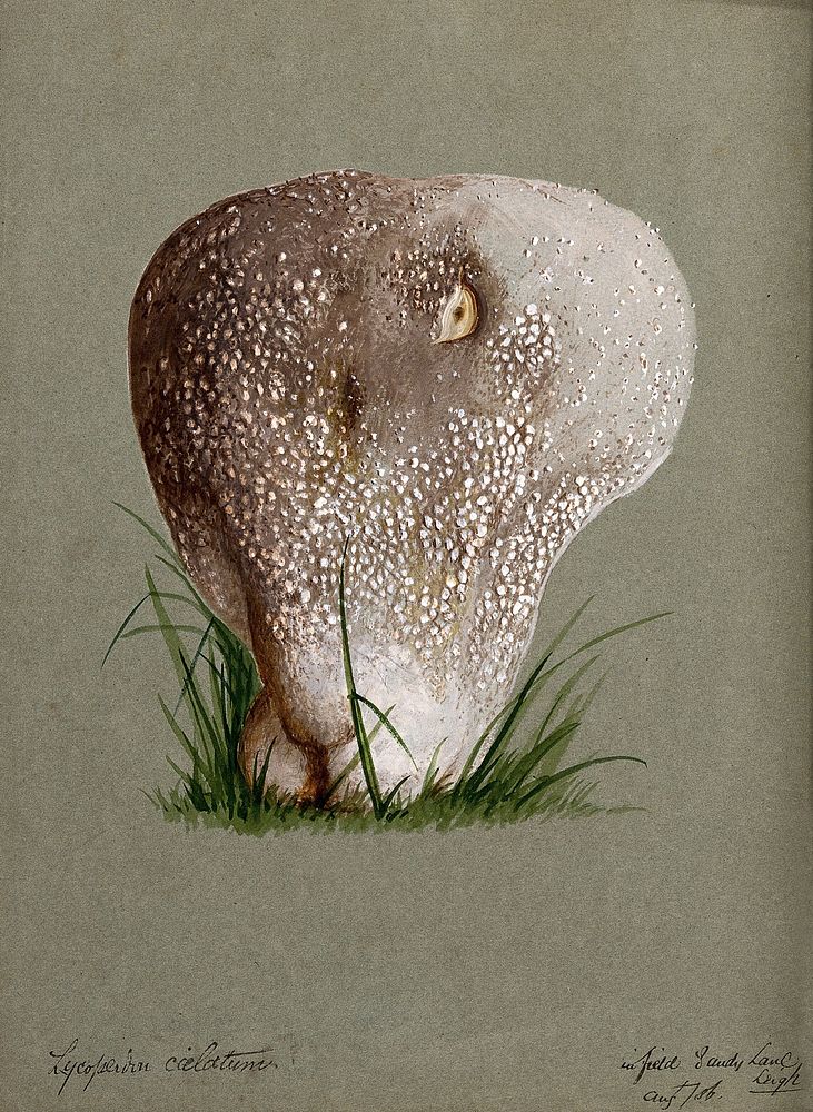A puff ball (Lycoperdon species). Watercolour, 1886.