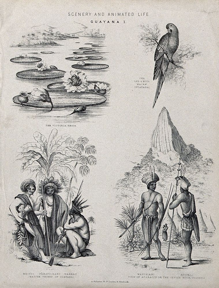 Guiana (South America): four indigenous men in full armour, a parrot and waterplants. Lithograph.