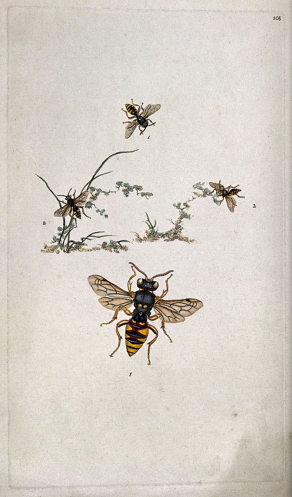 Four wasps (Vespa species), two around vegetation. Coloured etching.