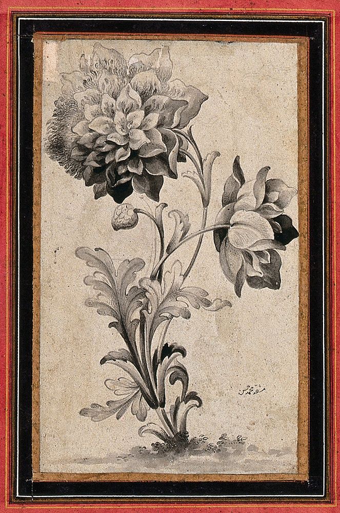 Flowers and stem, possibly of a double poppy (Papaver species). Ink drawing by M. Hasan.