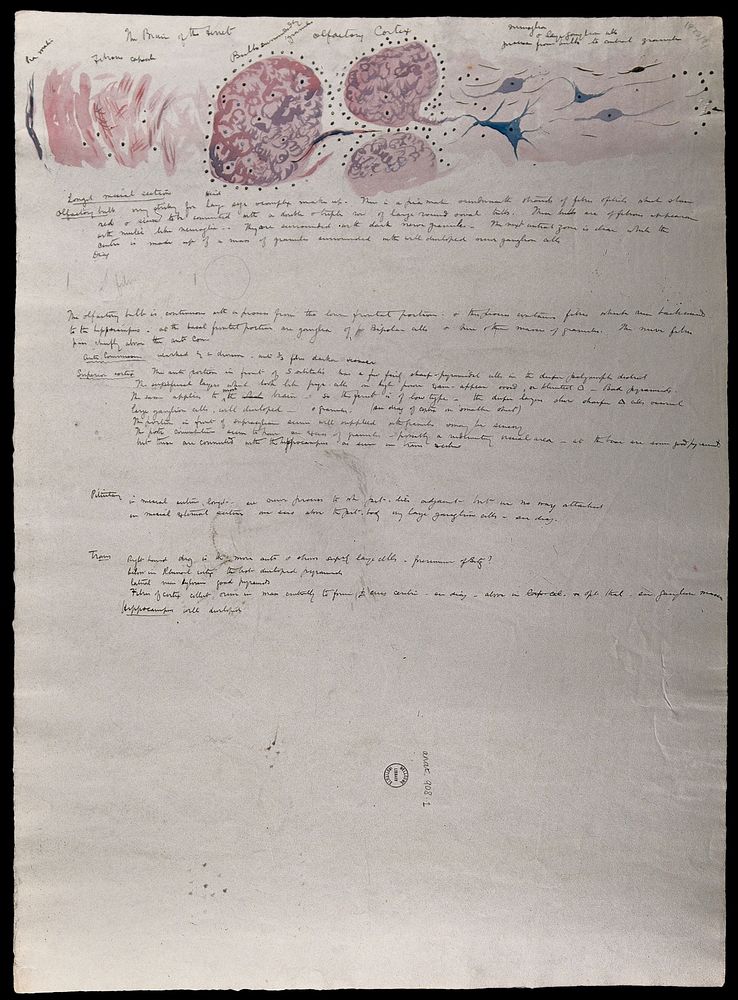 Brain of a ferret: dissections with accompanying notes. Watercolour, possibly by D. Gascoigne Lillie, ca. 1905.
