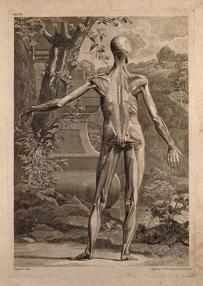 An écorché figure, back view, with left arm extended, showing the bones and the muscles, with a tomb and a hilly landscape…
