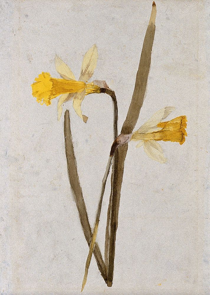 Daffodils (Narcissus): flowers and leaves. Watercolour by H. R. Carpenter.