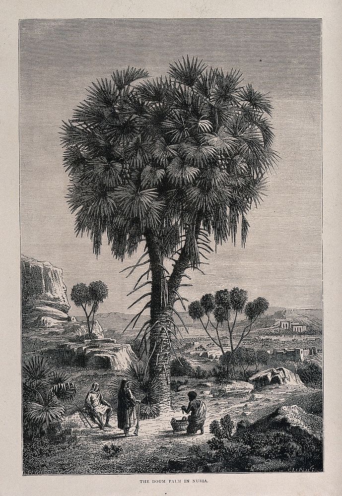 A doum palm tree (Hyphaene thebaica) in Nubia sheltering three people. Wood engraving by Faguet, c. 1867.