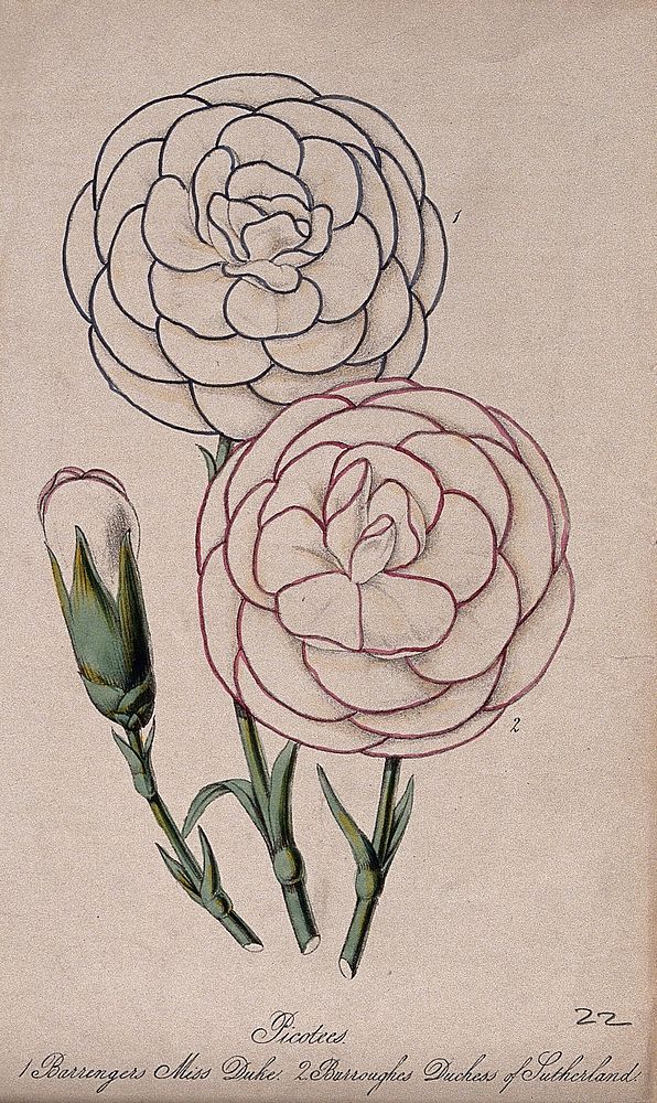 Picotees or carnations (Dianthus caryophyllus): flowers from two different cultivars. Coloured lithograph, c. 1850.