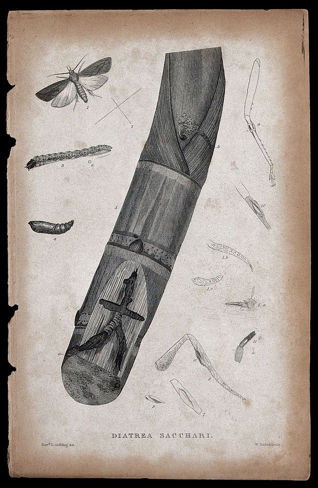 A sugar cane borer moth: adult, pupa, anatomical segments and pupa in sugar cane. Etching by W. Raddon after the Revd. L.…