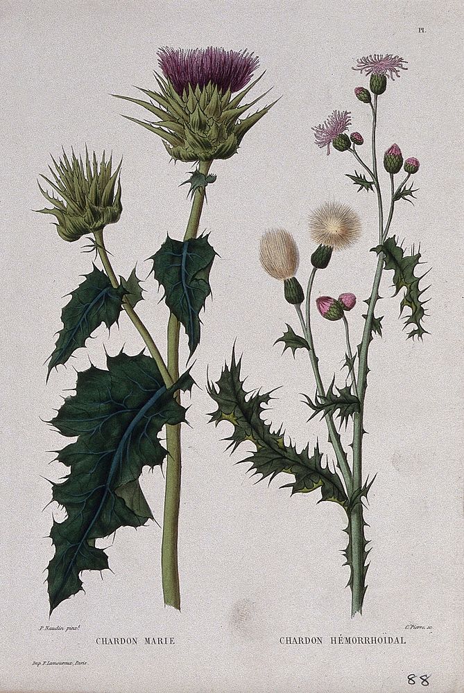 Two plants, holy thistle (Silybum marianum) and Canada thistle (Cirsium arvense): flowering and fruiting stems. Coloured…
