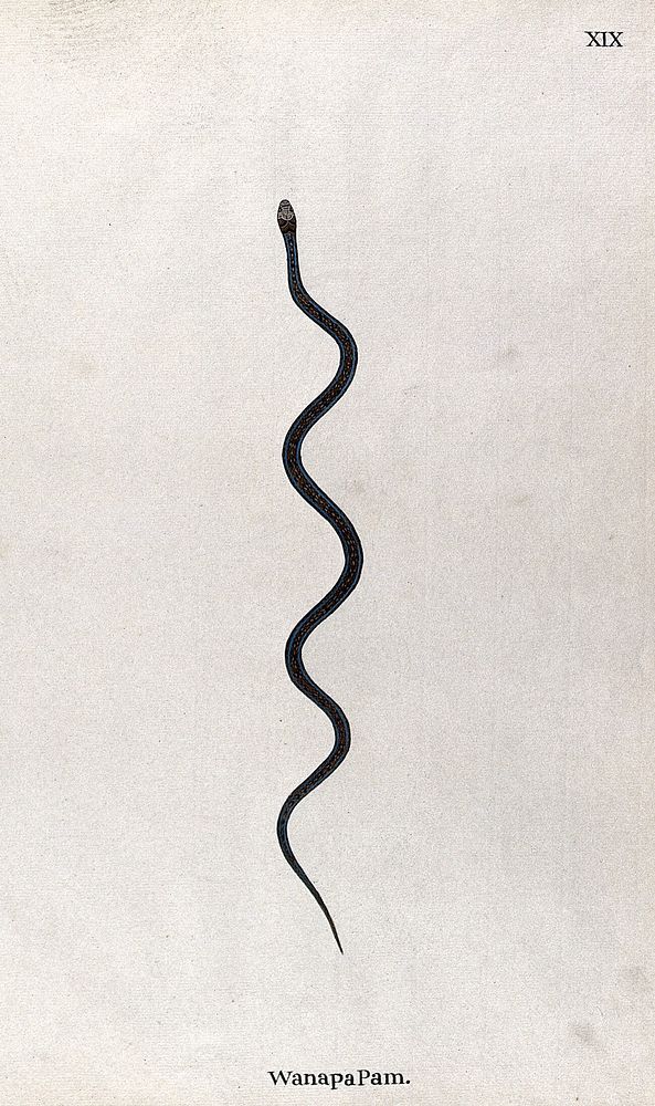 A snake, slender and brown in colour, with black and tan speckled markings between two blue lines, which run the length of…
