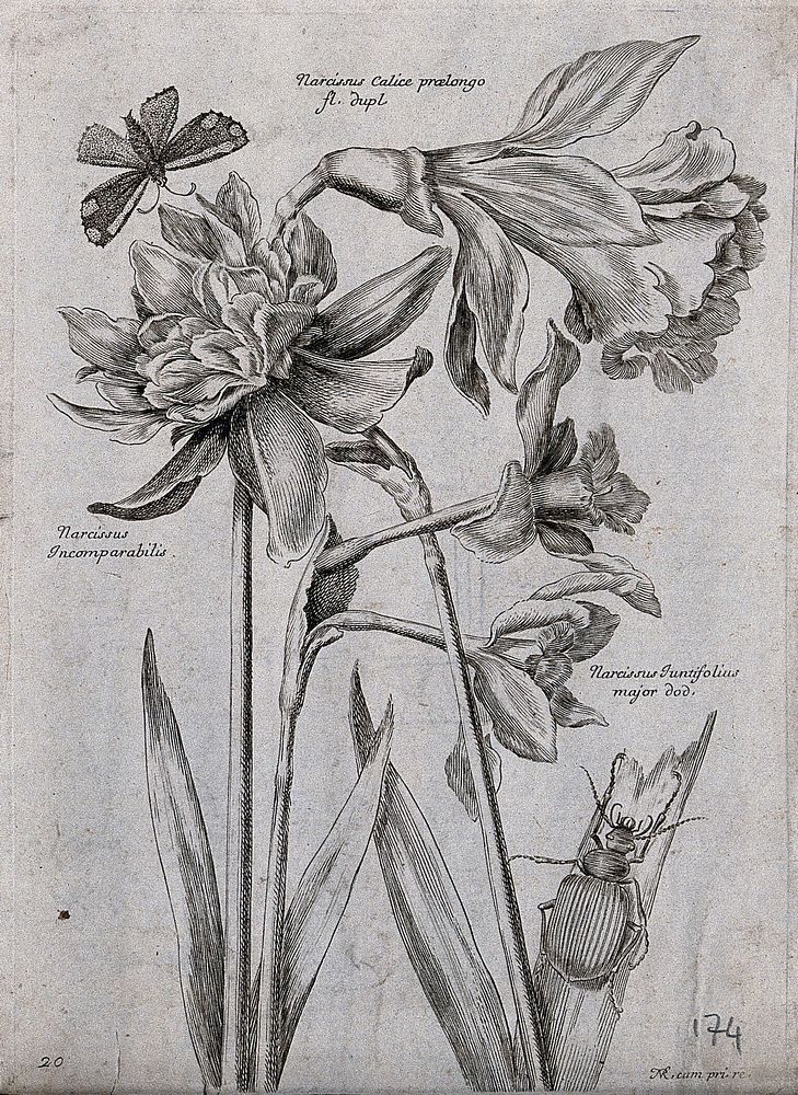 Three daffodils (Narcissus species): flowering stems with a butterfly and beetle. Etching by N. Robert, c. 1660, after…