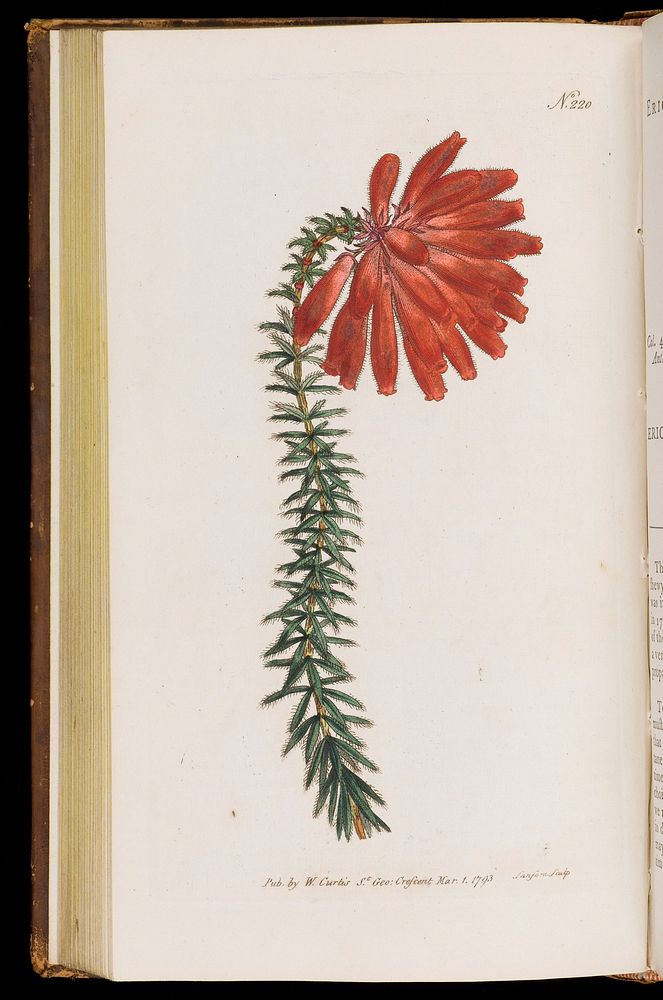 The botanical magazine, or, Flower-garden displayed ... / by William Curtis.
