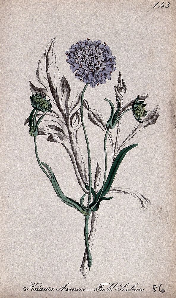 Field scabious plant (Knautia arvensis): flowering and fruiting stem. Partially coloured lithograph by F. Waller, c. 1863…