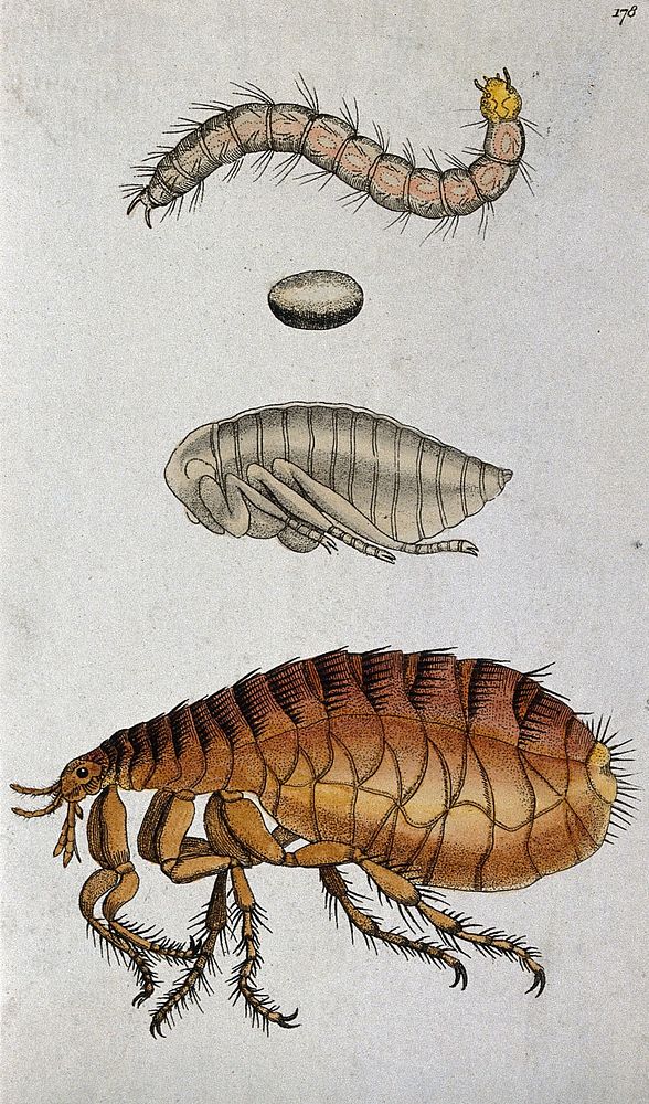 A dog flea (Ctenocephalides canis): adult, pupa, egg and larva. Coloured etching.