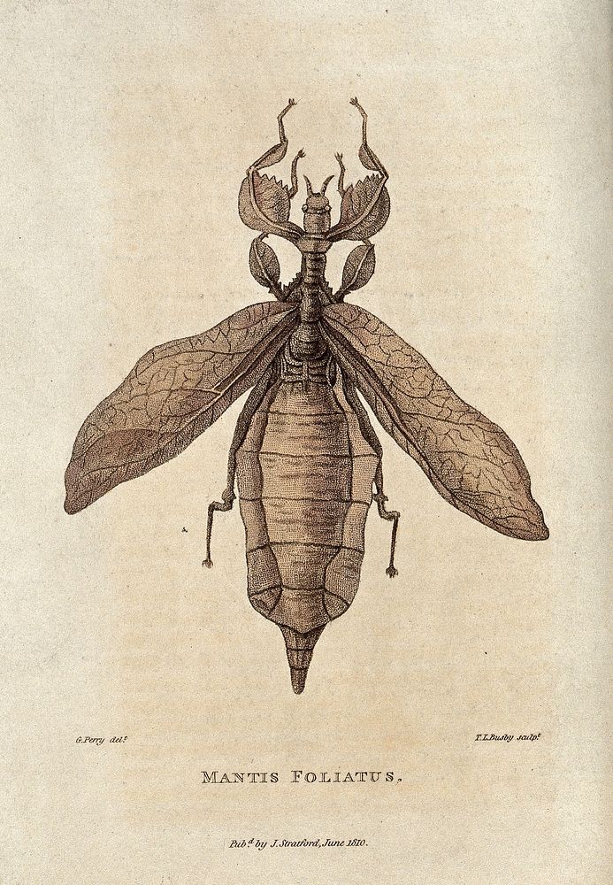 Mantis foliatus. Coloured etching by T.L. Busby after G. Perry, 1810.