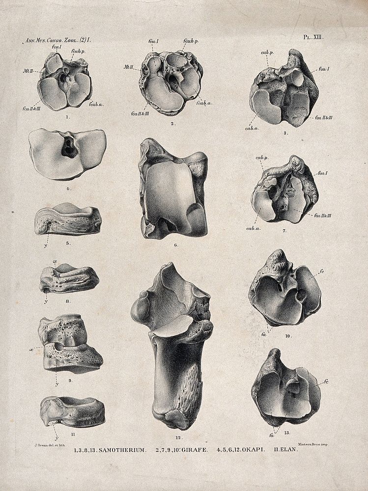 Bones and cross-sections of bones of an okapi, a giraffe, an eland and a samotherium. Lithograph by J. Green.