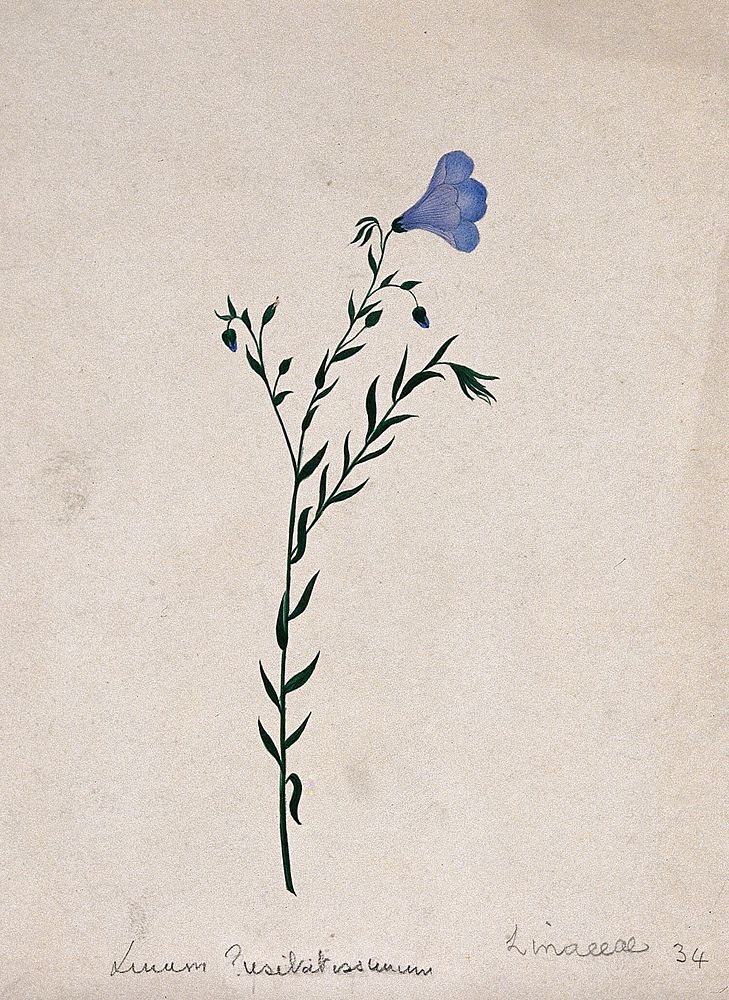Flax plant (Linum species): flowering stem. Watercolour.