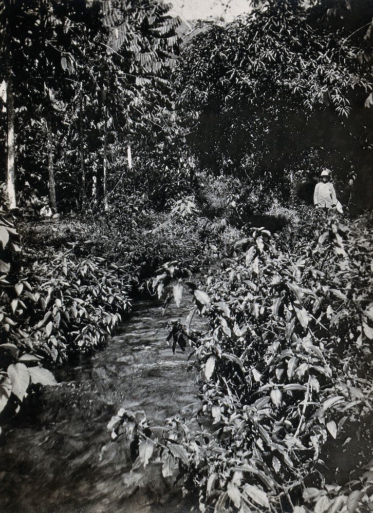 A stream inhabited by the simlium fly, Verdant Vale, Arima, Trinidad. Photograph, 1880/1910.