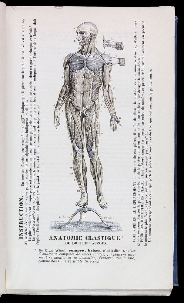 Anatomie clastique : catalogue de 1869 / du Docteur Auzoux.