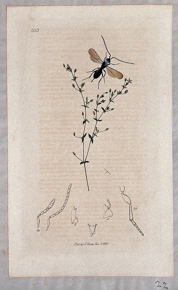 A sandwort plant (Arenaria serpyllifolia) with an associated insect and its anatomical segments. Coloured etching, c. 1830.