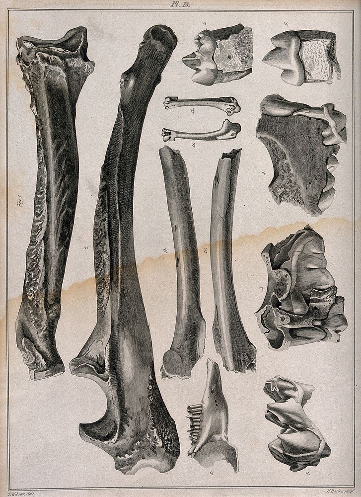 Fossilised dinosaur bones . Engraving with etching by J. Basire after T. Webster, 1810/1830.