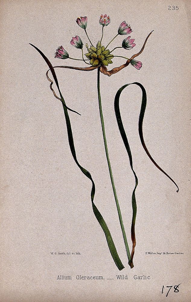 Field garlic (Allium oleraceum): flowering stem and leaves. Coloured lithograph by W. G. Smith, c. 1863, after himself.