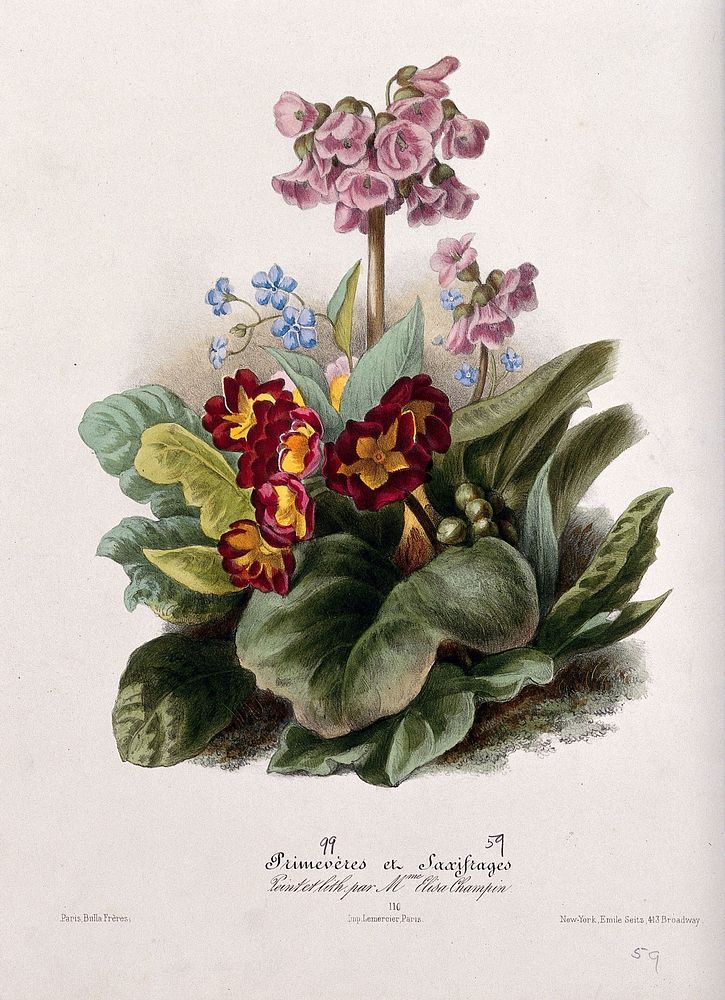 Two flowering plants: primroses (Primula species) and saxifrages (Saxifraga species). Coloured lithographs by E. Champin, c.…