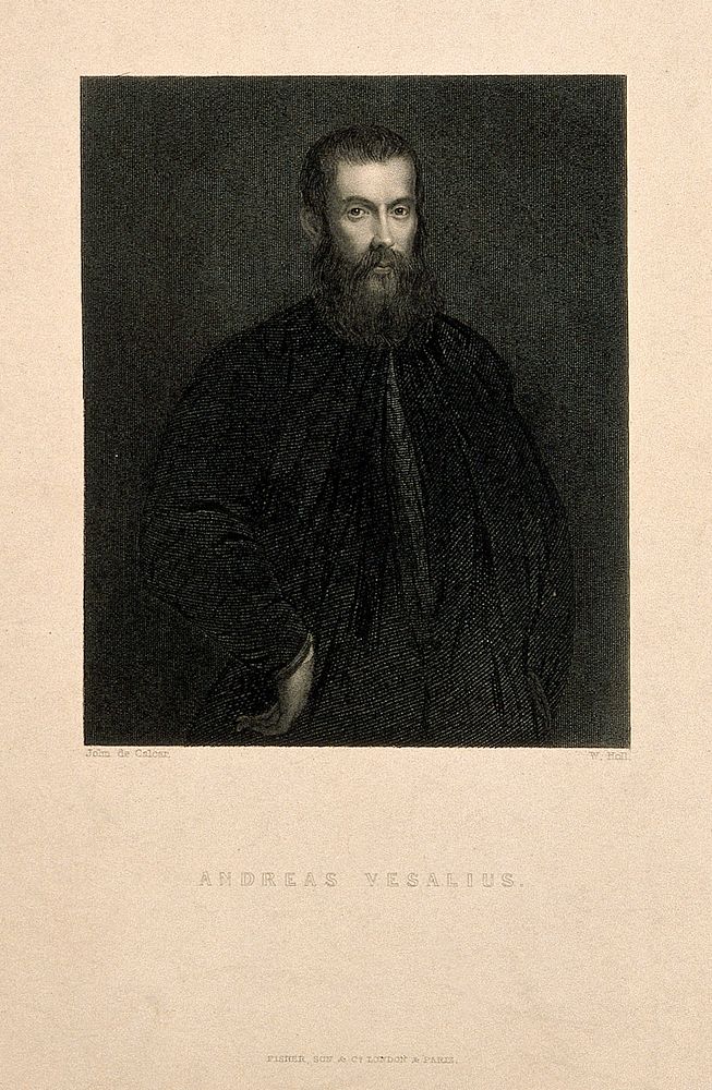 Andreas Vesalius. Stipple engraving by W. Holl after J. S. van Calcar .