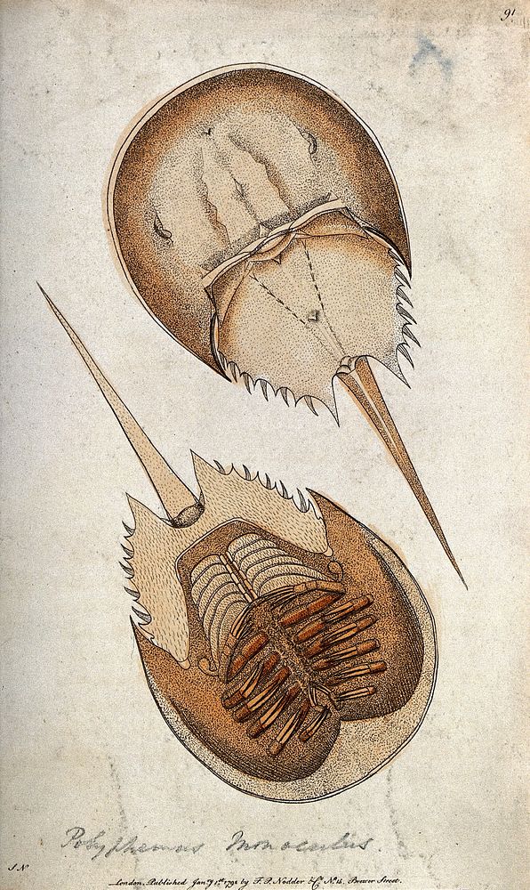A violet crab: ventral and dorsal aspect. Coloured etching, ca. 1792.