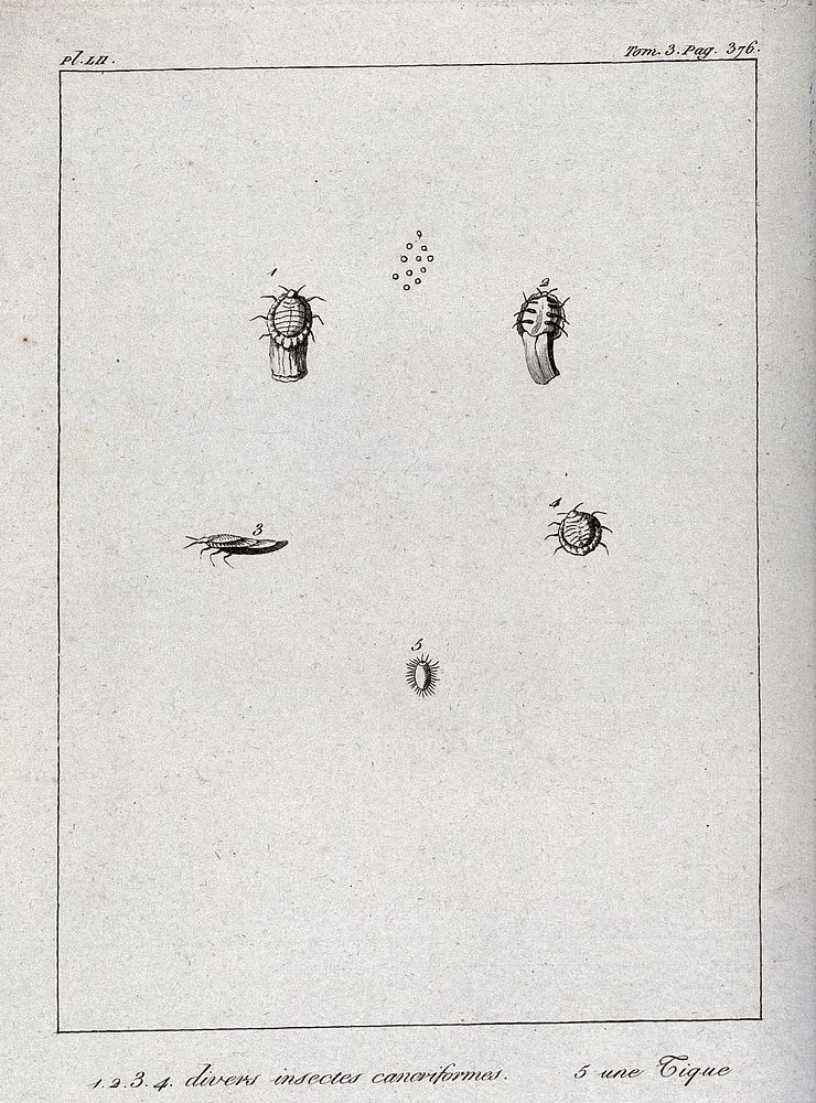 Four crustaceous insects and a tick. Etching.