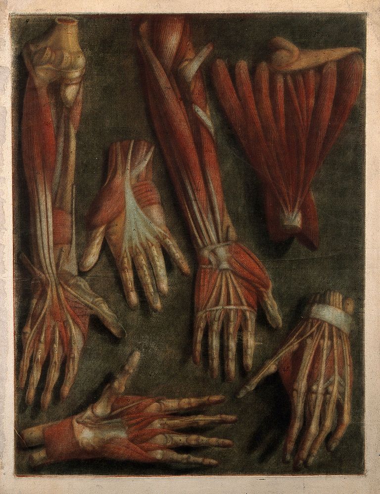 Muscles of the hand and arm: six écorchés. Colour mezzotint by J. F. Gautier d'Agoty after himself, 1745/1746.