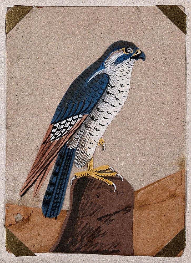 A falcon perched on top of a rock. Gouache painting on mica by an Indian artist.