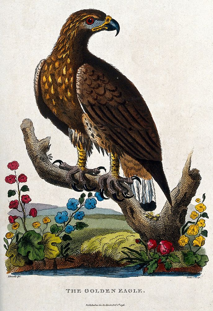 A Golden Eagle sitting on the branch of a dead tree. Etching by Barlow after Edwards.