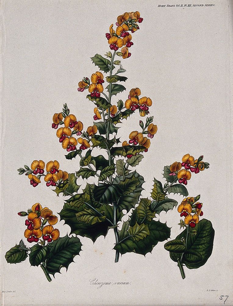A plant (Chorizema varium): flowering stems. Coloured etching by B. Gibbon, c. 1842, after Miss Drake.