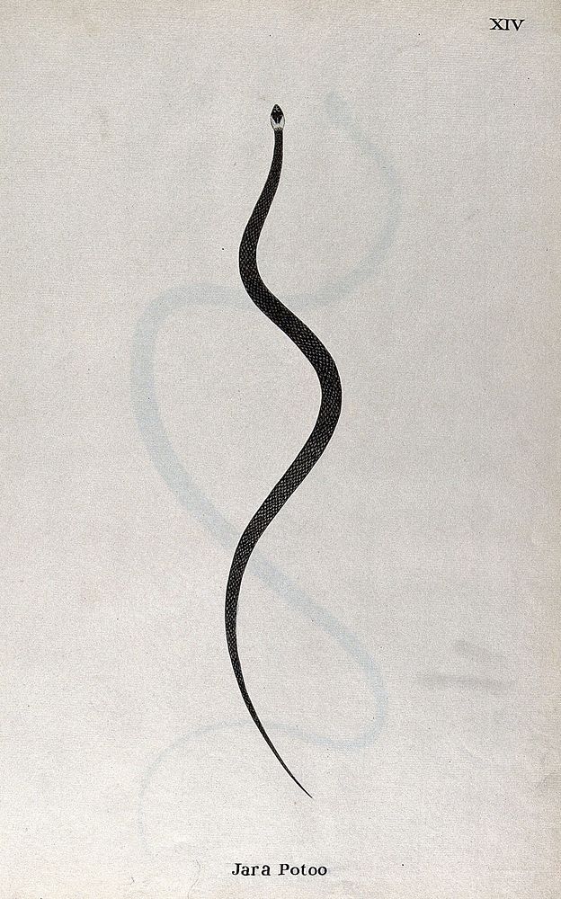 A snake, slender and grey in colour, with white marking on the head. Watercolour, ca. 1795.