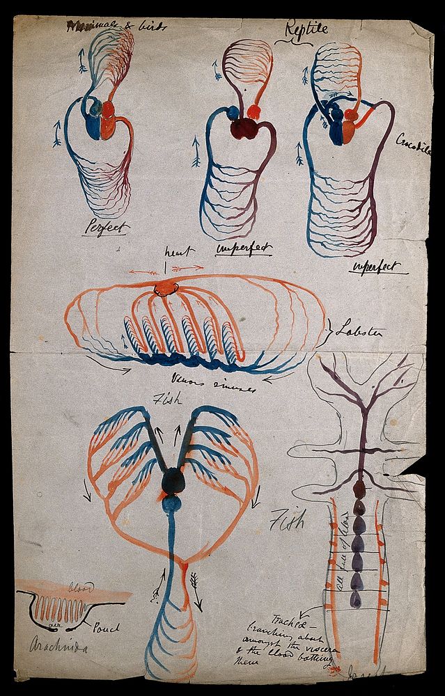 Circulatory systems: seven diagrams, indicating the heart and circulatory systems of mammals, birds, reptiles, lobsters…
