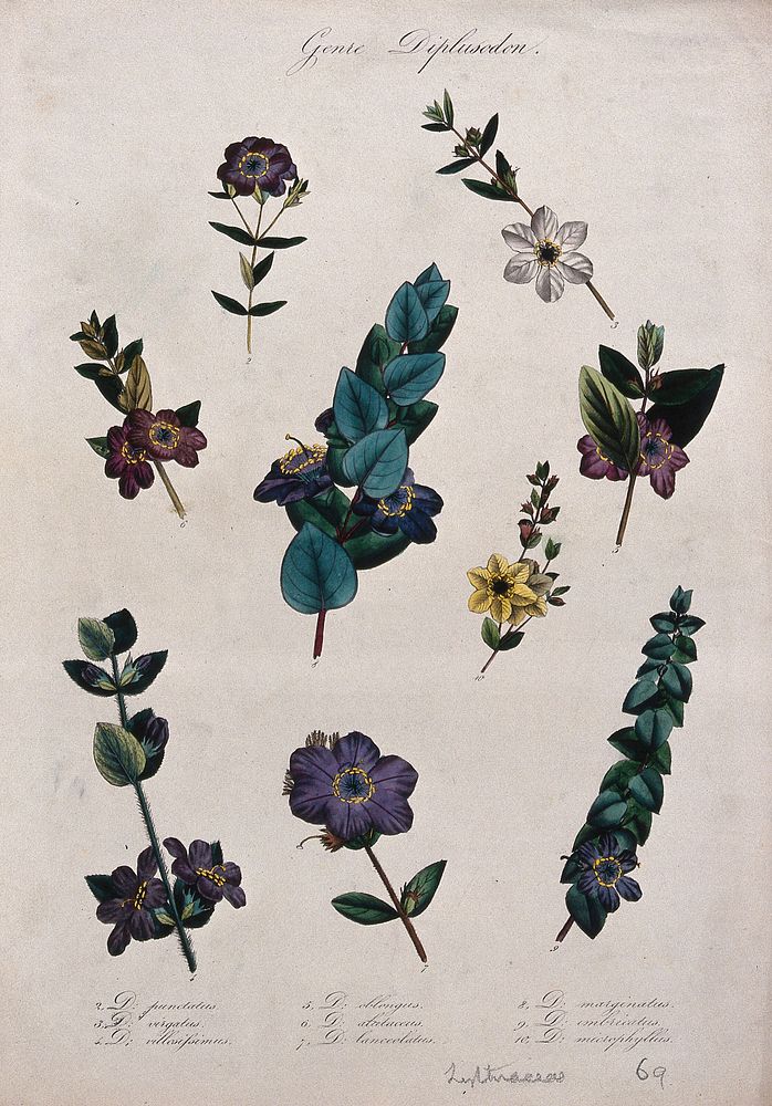 Nine flowering plants, all species of the genus Diplusodon. Coloured lithograph.