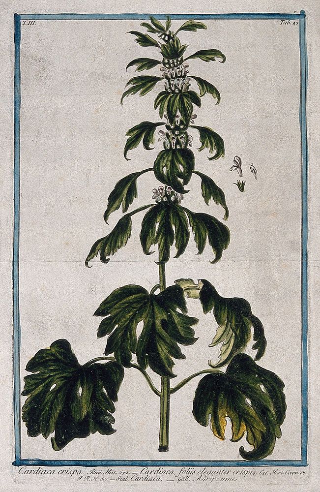 Motherwort (Leonurus cardiaca L.): flowering stem with separate floral segments. Coloured etching by M. Bouchard, 1775.