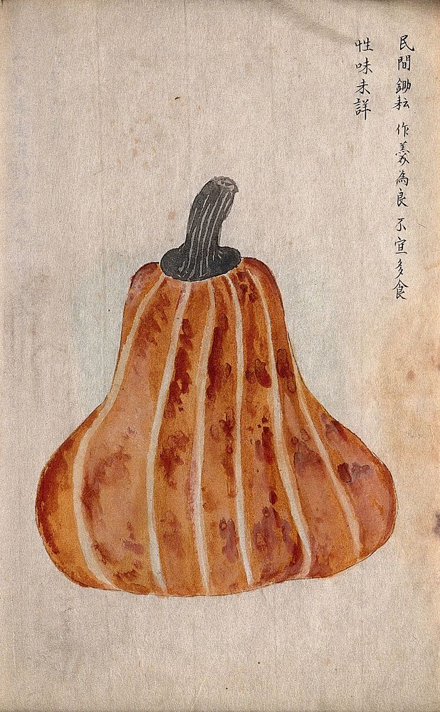 Japanese pumpkin (Cucurbita moschata): tear-drop shaped fruit. Watercolour.