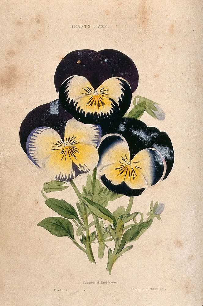 Garden pansies (Viola cultivars): three flowers. Coloured aquatint, c. 1839.