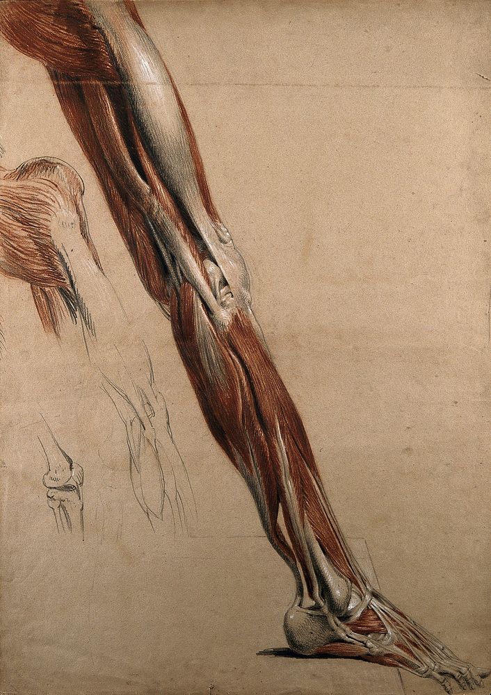 Right écorché leg and foot (life-size), showing the bones, muscles and tendons, with three sketches of the knee joint. Red…