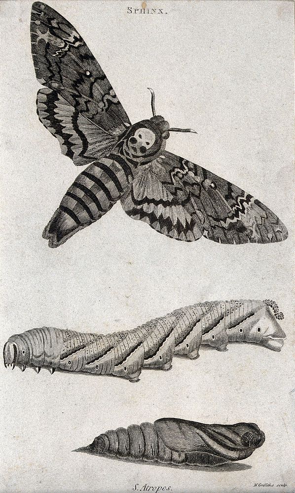 A hawk moth (Sphinx) shown as imago, larva and pupa. Etching by M. Griffith.