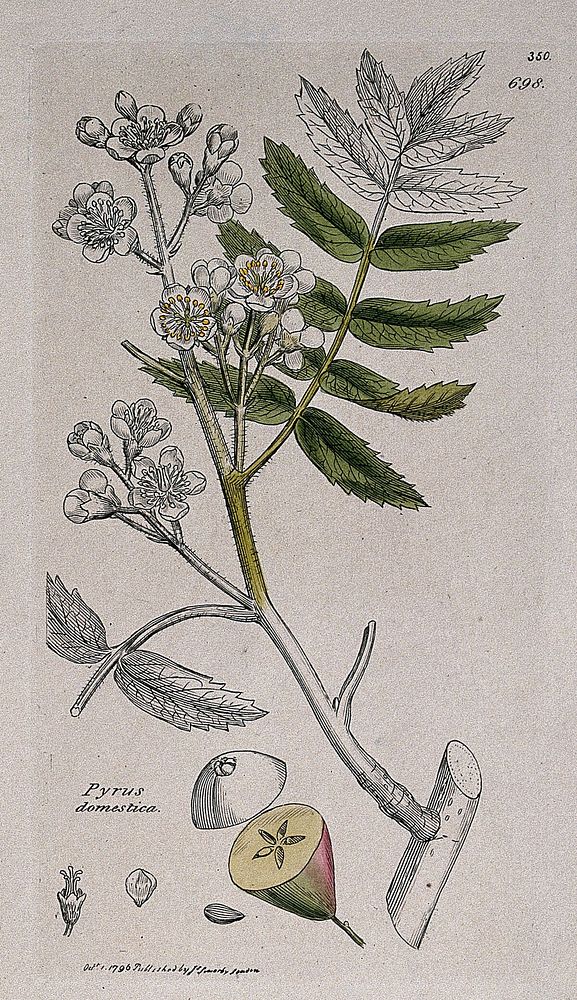 A pear tree (Pyrus domestica): flowering stem, fruit and floral segments. Coloured engraving after J. Sowerby, 1796.