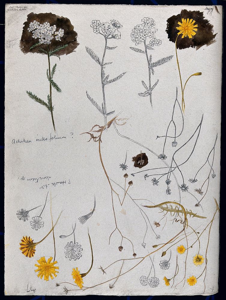Various flower heads of yarrow (Achillea millefolium) and hawk's bit (Leontodon species). Pen and pencil drawings, partially…