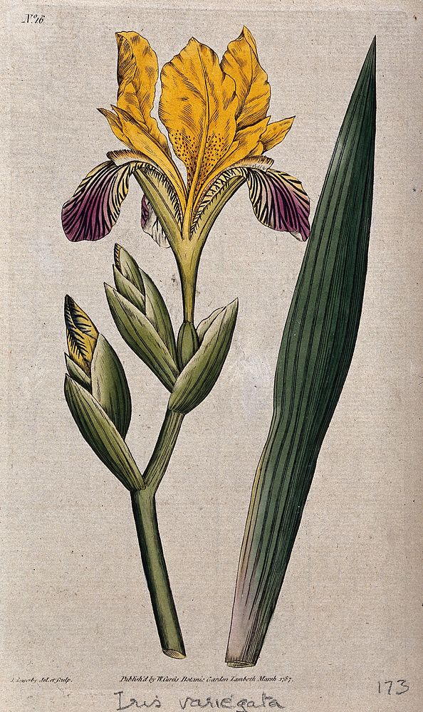 A yellow iris (Iris variegata): flower and leaf. Coloured engraving by J. Sowerby, c. 1787, after himself.