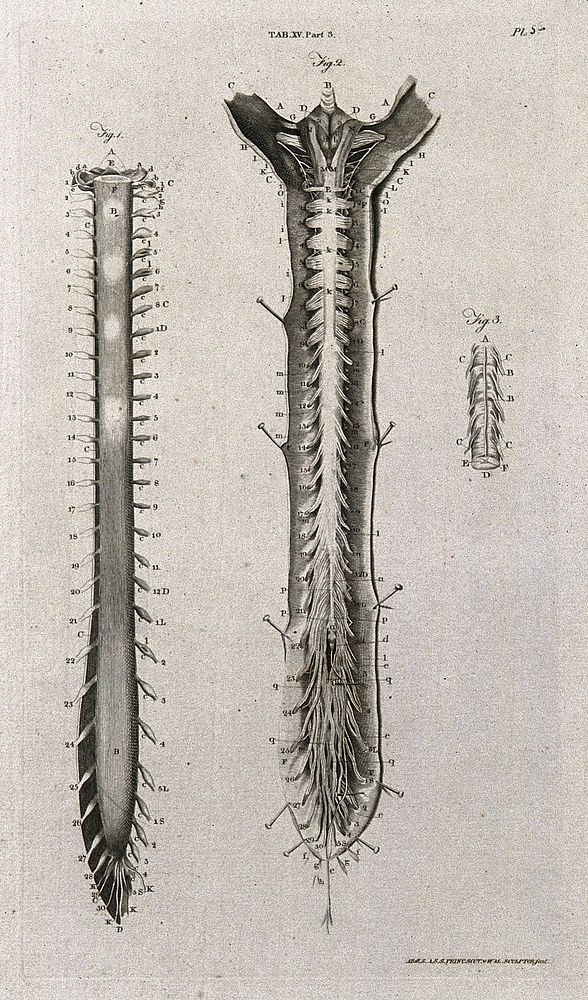 The spinal cord: three figures. Line engraving by A. Bell after A. Haller, 1798.