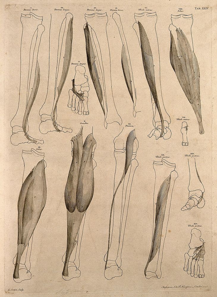 Muscles and bones of the leg and foot. Engraving by G. Scotin after B.S. Albinus, 1748.