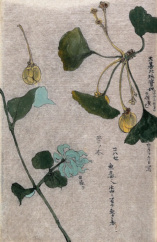 Two plants, a fruiting branch of a maidenhair tree (Ginkgo biloba) and a liane stem. Watercolour.