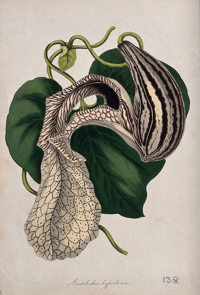 A plant (Aristolochia hyperborea) related to birthwort: flowering stem. Coloured etching by F. Smith, c. 1834, after himself.