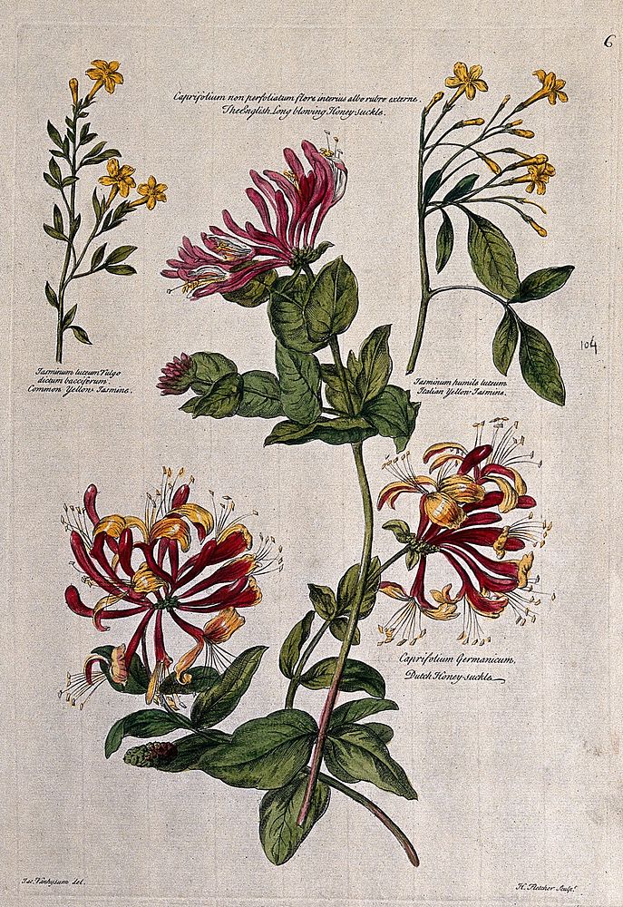Honeysuckle (Lonicera species) and jasmine (Jasminum species): flowering stems. Coloured engraving by H. Fletcher, c. 1730…