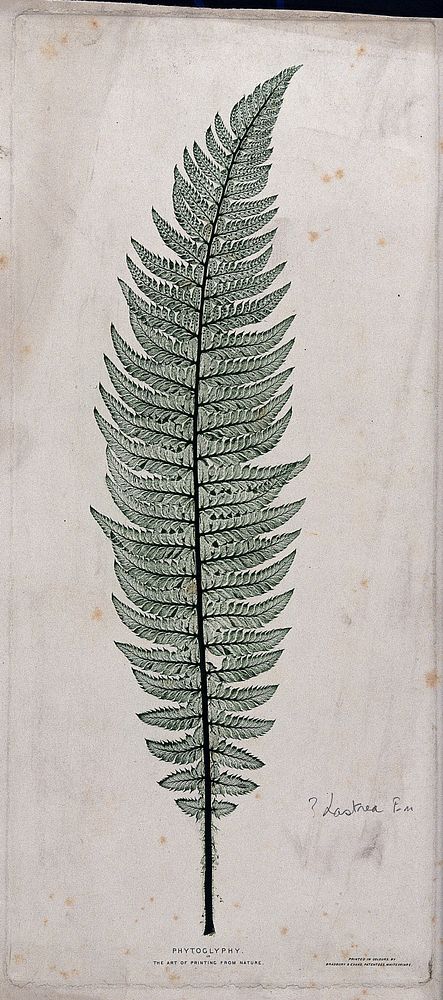 A fern frond, possibly of the male fern (Dryopteris filix-mas). Colour nature print, c. 1860.